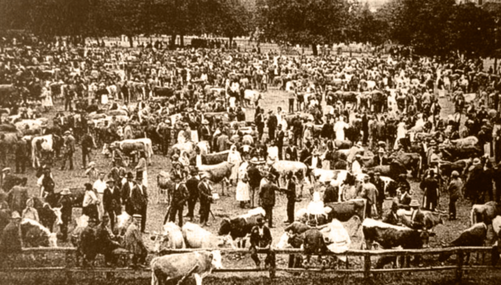 Krava sa sajma poštenom nalazniku novčanika